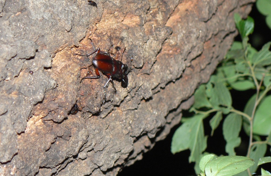 団地前のクヌギ_いつもの樹液にこんどはノコギリクワガタ 2021年5月14日20時0分頃 気温21度